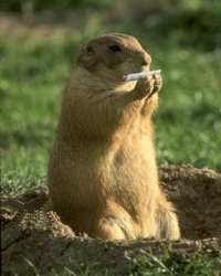 Groundhog Day