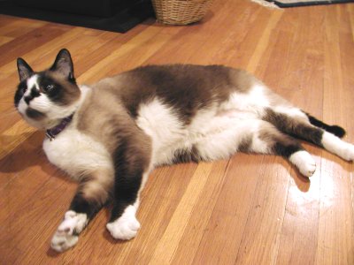 Kokopelli lounging in living room