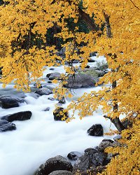 Leaves Over Rushing River