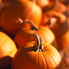Pumpkin Patch