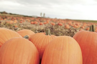 Pumpkin patch